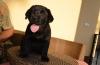 Pui Labrador Retriever Negru Pui Labrador Retriever Negru