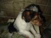  vand fox terrier wire baiat