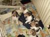  vand fox terrier wire
