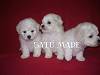 Vand pui bichon frise Vand pui bichon frise