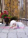 Bichon frise Bichon frise