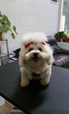 Salon cosmetica canina Aniko Satu Mare Closca Salon cosmetica canina Aniko Satu Mare Closca