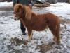  Ponei