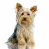  yorkshire terrier toy