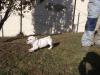  beagle , shi-tzu ,  yorkshire , bulldog englez , caniche si bichon