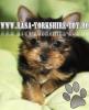  Yorkshire Terrier,   Toy de Vanzare,   Rasa Yorkshire