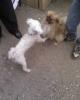  iau spre adoptie Shih-tzu ,  Schnauzer pitic ,  Pechinez  sau Yorkshire terrier toy