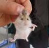  Hamster pitic rusesc