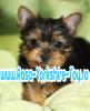  Catei Yorkshire Terrier ( TOY ) de Vanzare
