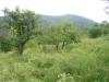  teren intravilam baia mare
