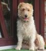 Ofer pentru monta fox terrier sarmos!