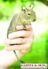  VEVERITA DEGU SUPER-DRAGALASA