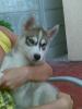  ofer spre vanzare un pui husky siberian bi-eyed(un...