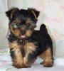  Cumpar pui yorkshire terrier toy