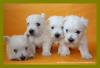  Westie de vanzare Mures 800 ron