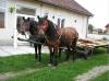  vand iepe