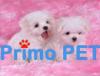  Catei Yorkshire Terrier Toy,  Bichoni,  Shih Tzu de Vanzare