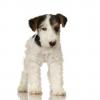  Vind pui fox terrier superb
