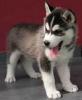  Iau spre adoptie pui husky