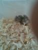  Vand Pui de Hamster rasa Pitic Rusesc de o luna