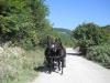  Vand doua iepe Nonius