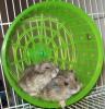  Vand pui de hamsteri rasa Pitic Rusesc