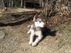  Vand caini Husky Siberian