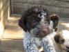  Cain de Trufe Lagotto