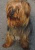  caut femela yorkshire terrier pentru monta