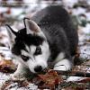  Iau spre adoptie husky siberian