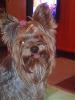  Ofer Mascul Yorkshire Terrier Toy pentru monta