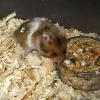  Hamsteri de vanzare