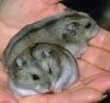  VAND HAMSTERI