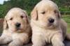  Pui de Ciobanesc German Caine-Lup Labrador Retriever si Golden