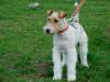  vand pui fox terrier
