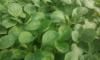  vand rasad legume
