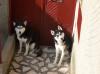  Ofer spre monta -mascul-Husky Siberian