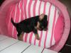  Yorkshire terrier toy
