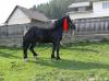  vand armasar negru