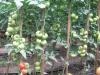  Vand seminte de tomate