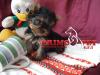  Catelusi Yorkshire Terrier Toy de Vanzare
