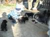  donez spre adoptie pui caine lup/metisi