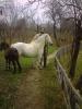  Vind miniponei, ponei, 