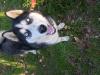  dau spre monta husky siberian in varsta de 1 an si 3 luni exemplar foarte frumos