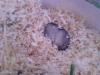  Hamsteri pitici vanzare