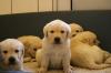  Pui de Ciobanesc German (Caine-Lup),  Labrador si Golden retriever - Constanta