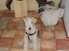  OFER FOX TERRIER LA MONTA !