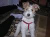 VAND FOX TERRIER