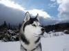  Adopt pui Husky Siberian,  femela