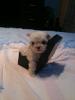  bichon maltez albi toy 800.ron